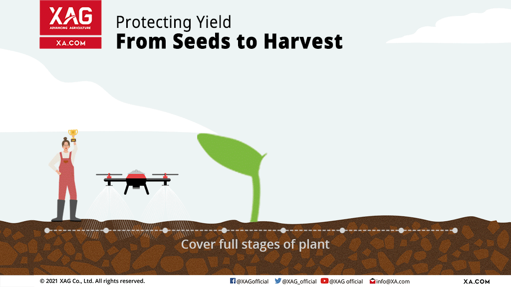 Drone protect sunflowers from seeds to harvest.