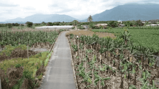 Precision spraying on bananas conducted by Lin's team