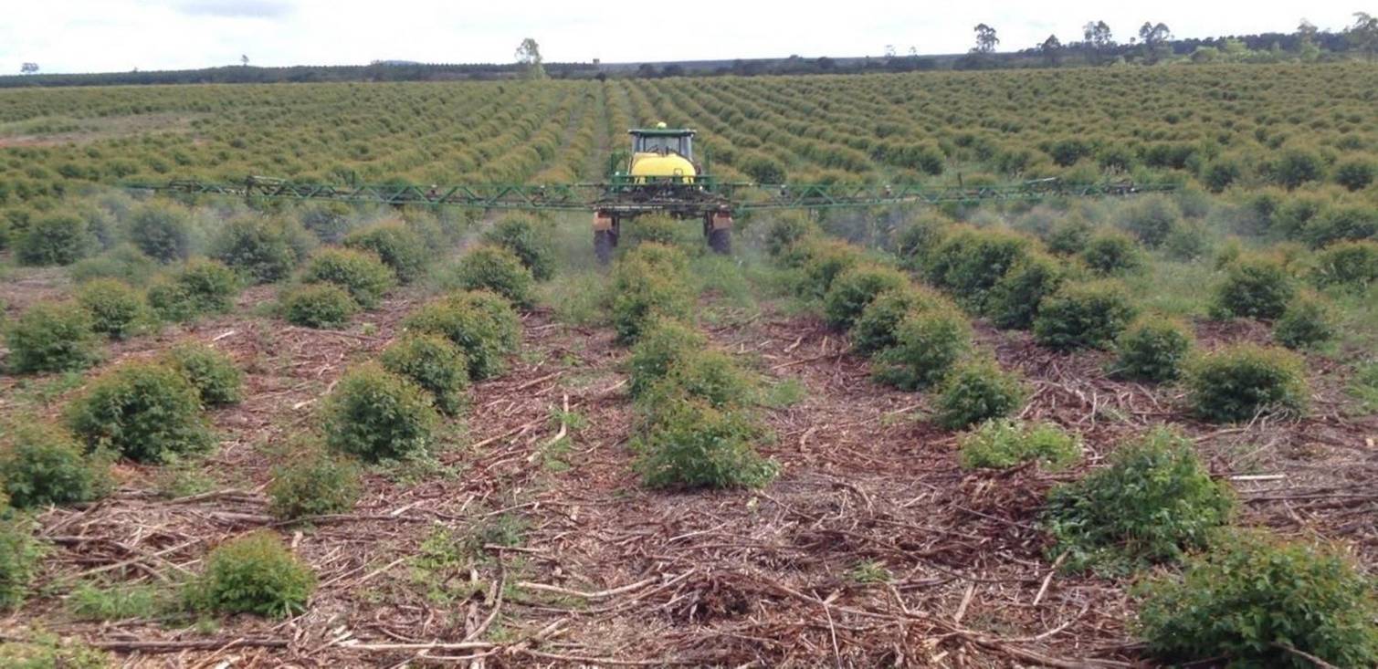 Traditional tools like self-propelled sprayers used to spray pesticides for saplings (Source: Tecponta)