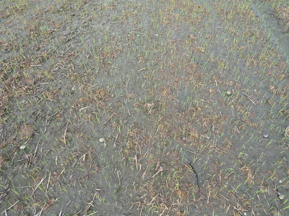  A neatly planted rice field was grown by drone direct seeding technology