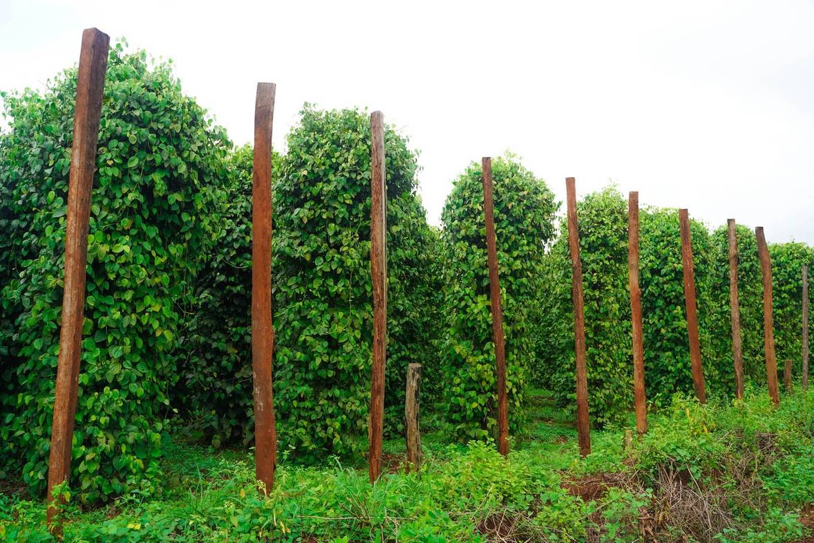 Pepper vine must climb on tall pillars over 4 meters to gain more space and sunlight
