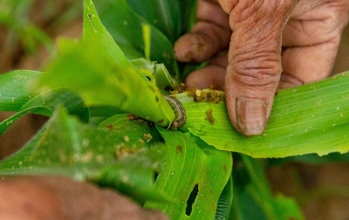 Maize infested with fall armyworm