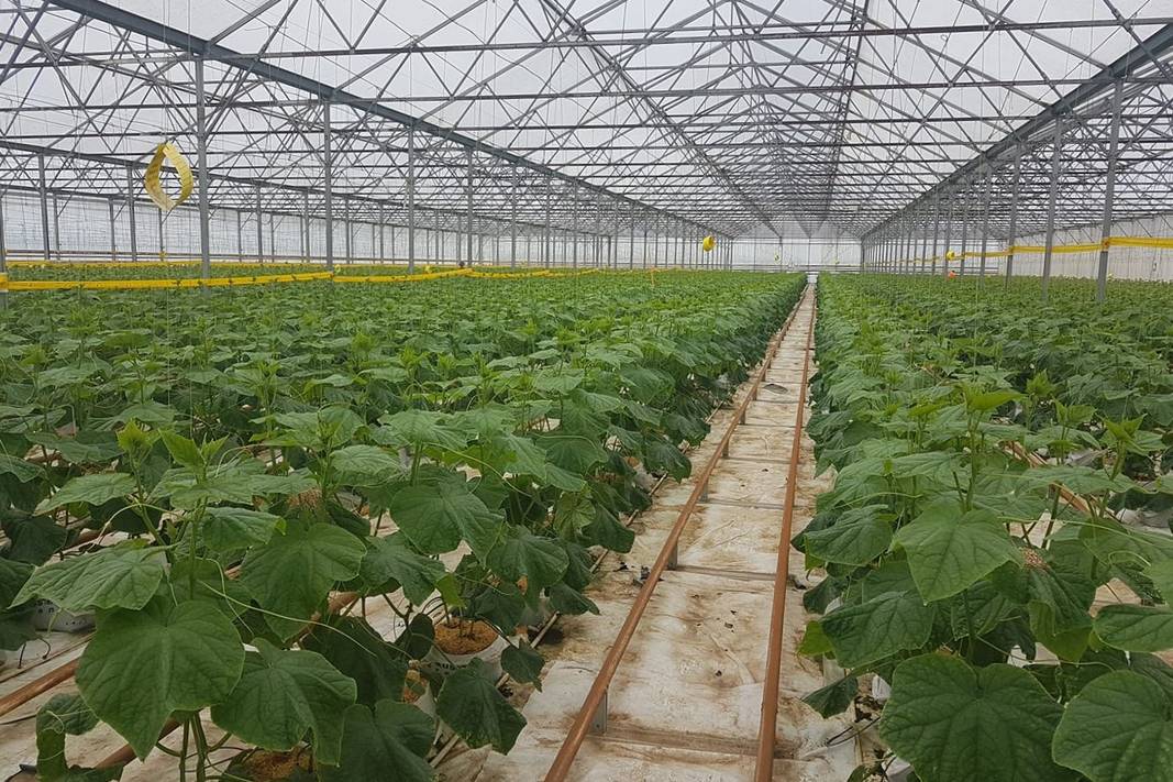 Horticultural greenhouse in Australia Horticultural greenhouse in Australia