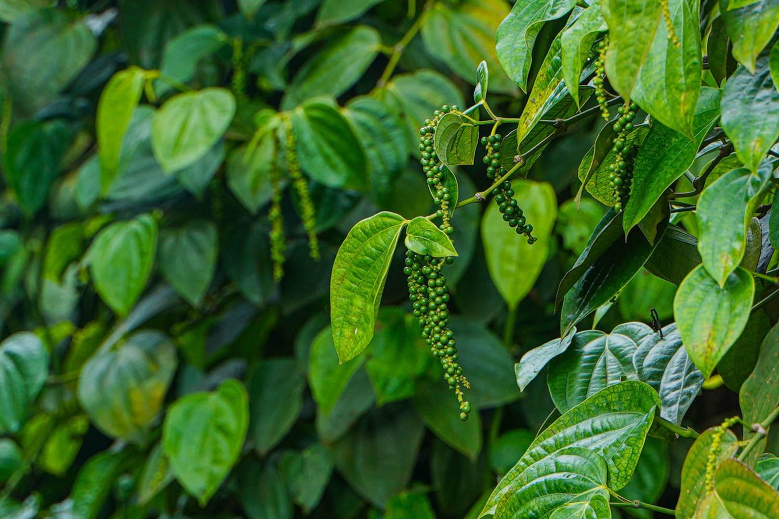 Unripe peppercorns grow on vines