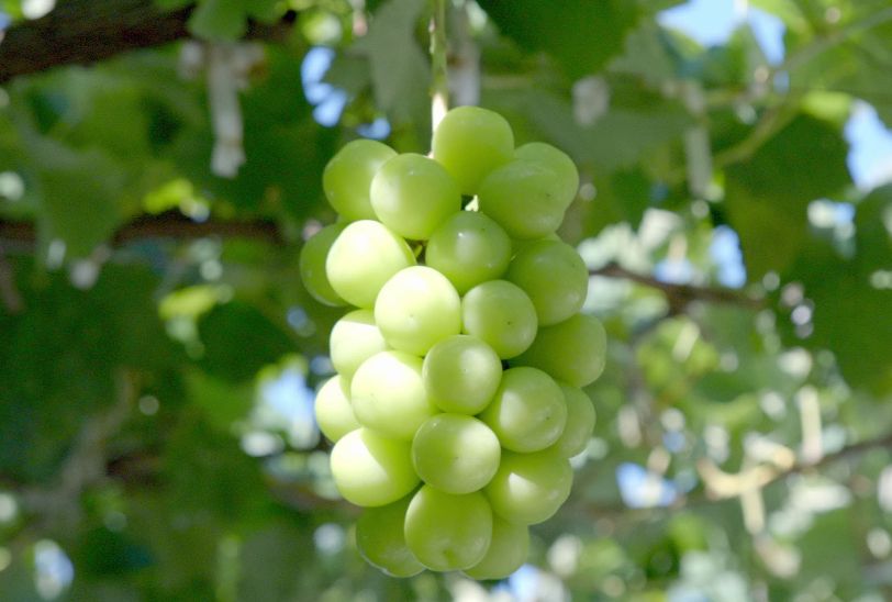 The Japanese grape with juicy, sweet, thick flesh and unique refreshing aroma