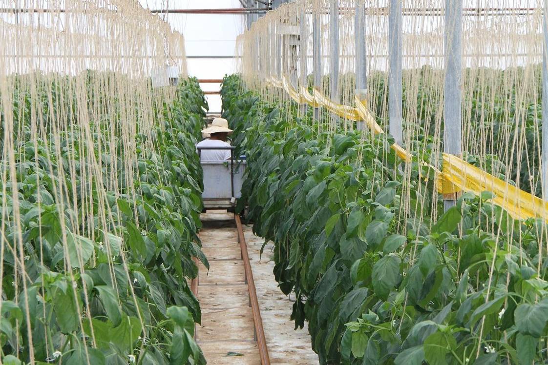 Labour shortage becomes vital trouble to greenhouse owners in Australia Labour shortage becomes vital trouble to greenhouse owners in Australia