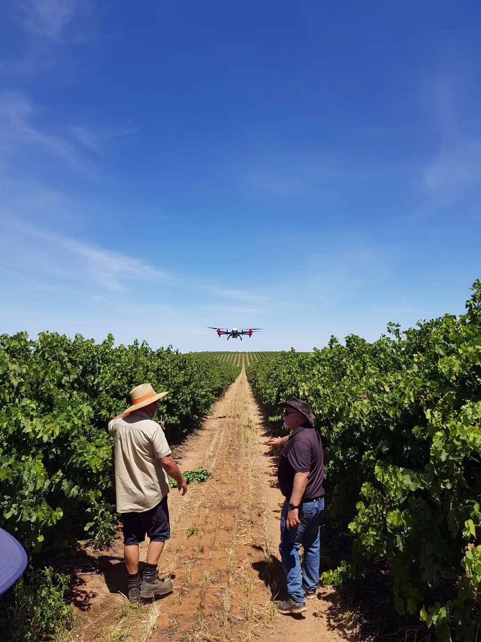 South Australian vineyard