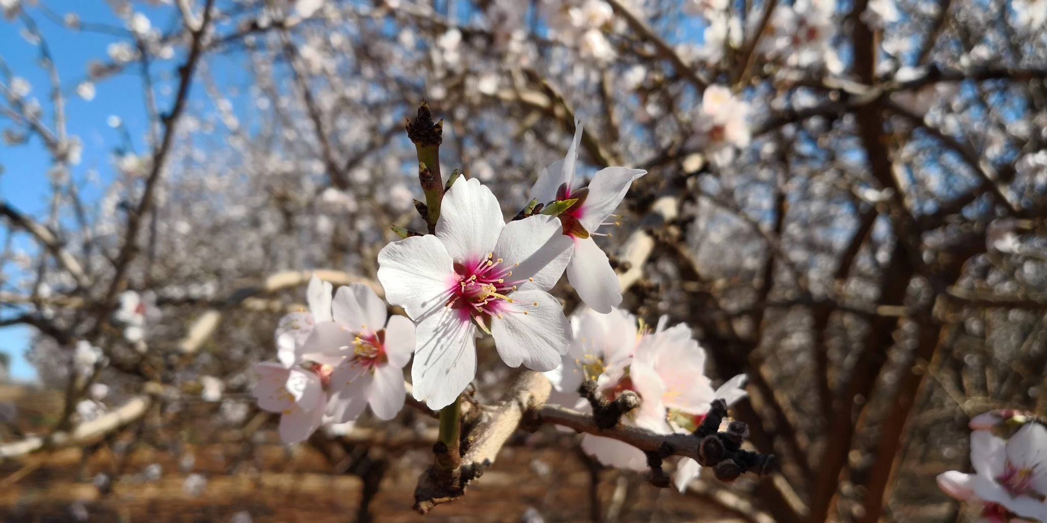 Almond blossom