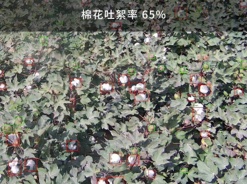 XAI identify the cotton opening rate