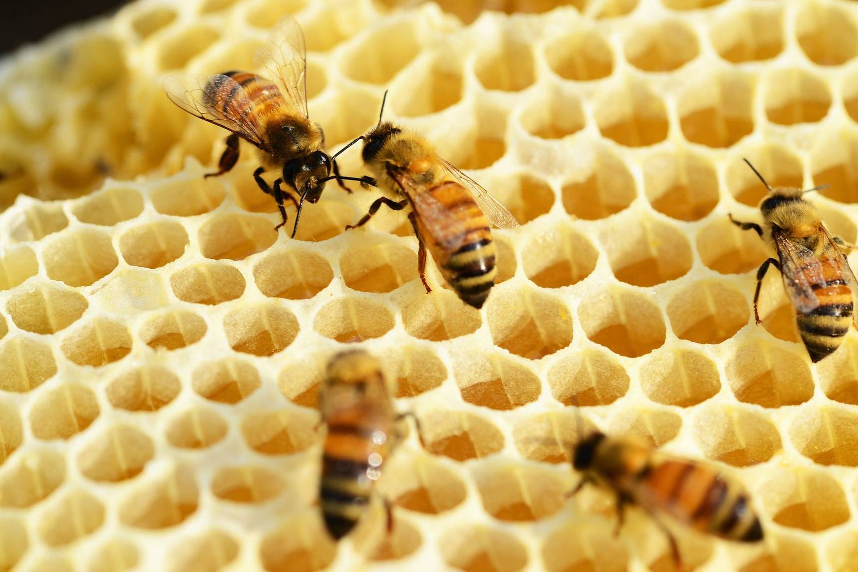 Beehive