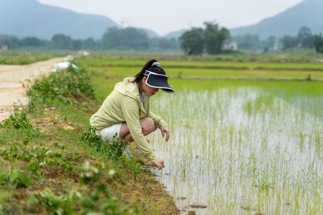 Lihua checking with her crop in the field