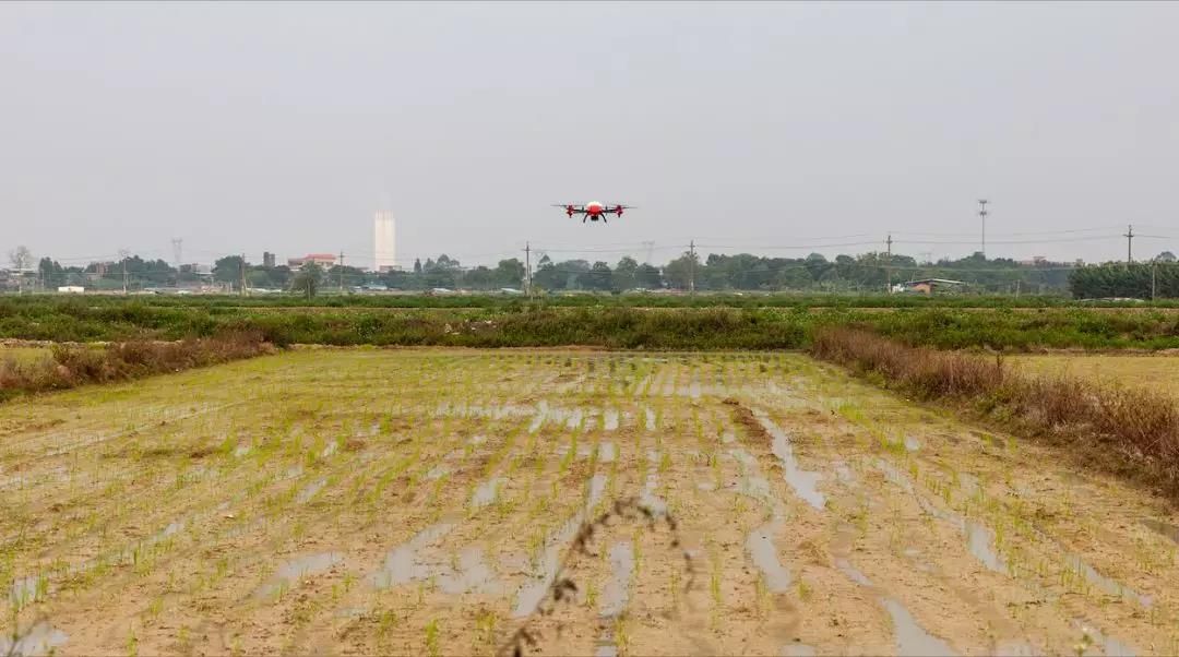 P Series UAS spreading rice seeds