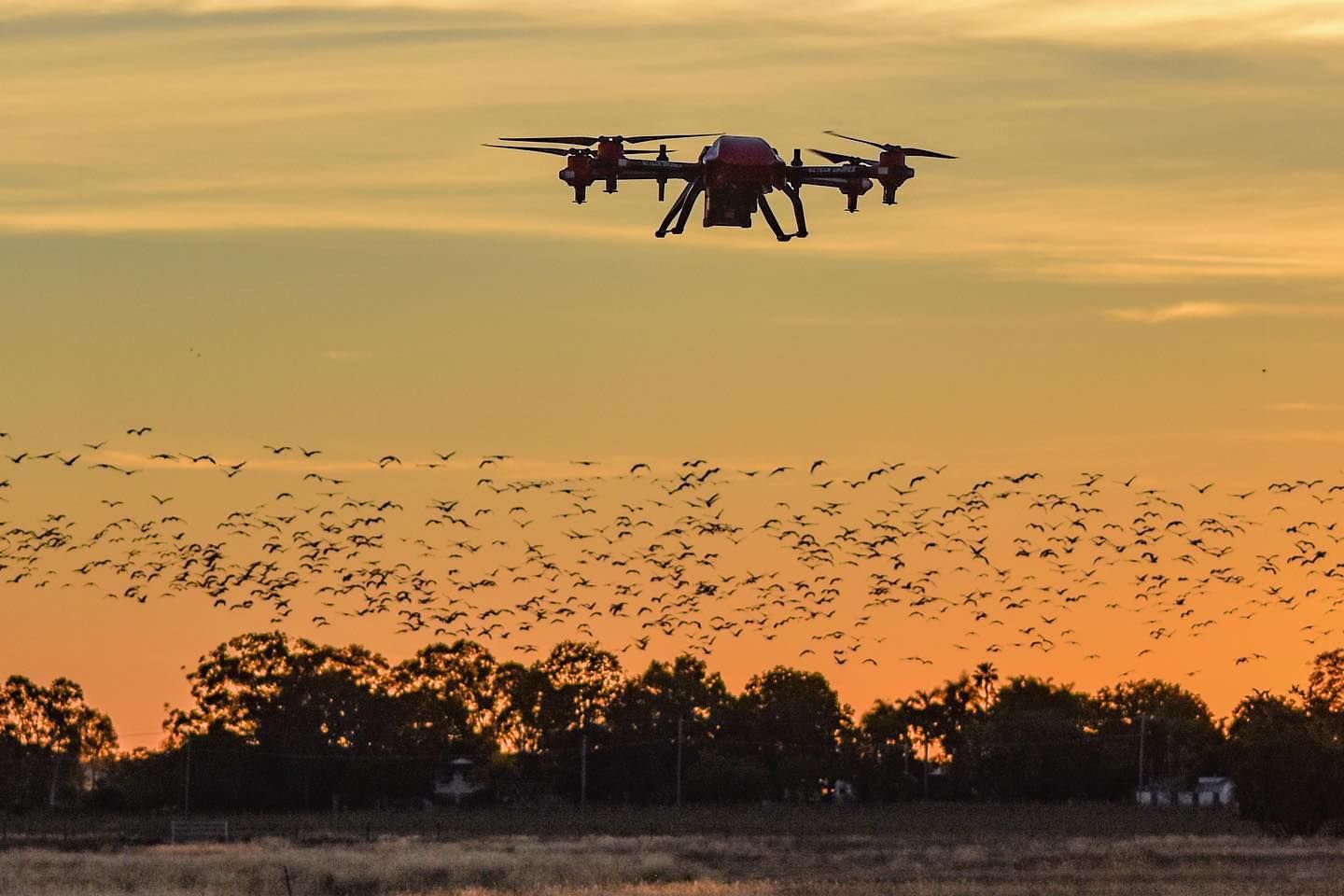 Cawing & Squawking: Friends That Not Always Welcomed in Farm