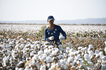 Cotton hand picking
