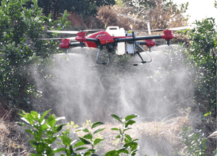 Drone spraying in orchard