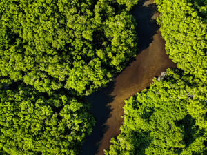 Forest preservation