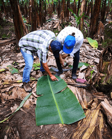 Farmers checking leaf sample after drone spraying test