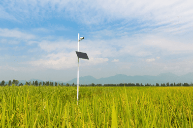 Field Monitor in grain field Field Monitor in grain field