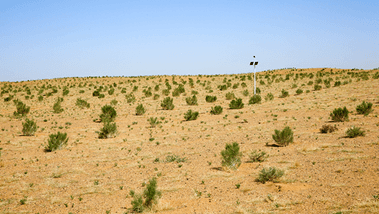 Electronic Scarecrow monitoring tree growth Electronic Scarecrow monitoring tree growth