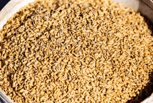 Rice seeds that could be directly broadcast by drone