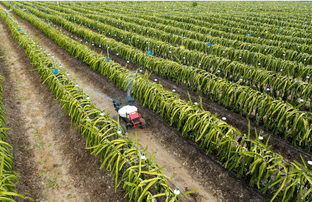 XAG R150 Unmanned Ground Vehicle conducted precision spraying on dragon fruits