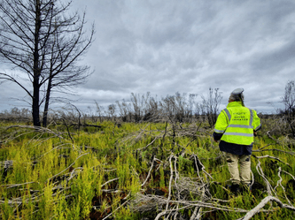 Australia post-fire recovery