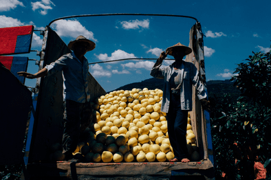 Pomelo transportation 