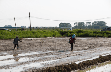 Field workers spread seeds by hand