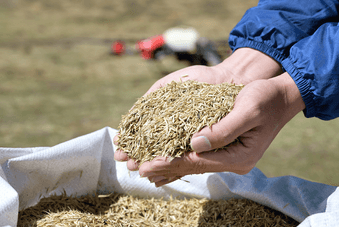 Spreading grass seed
