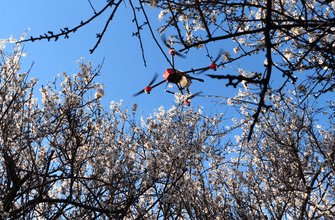 Almond pollination by drone