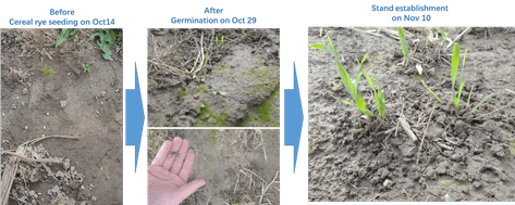 After one month, cover crop seeding via drone spread showed a good result from the germination rate. (source: SKY AG Canada)